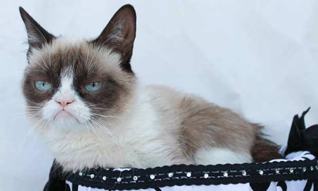 Grumpy Cat