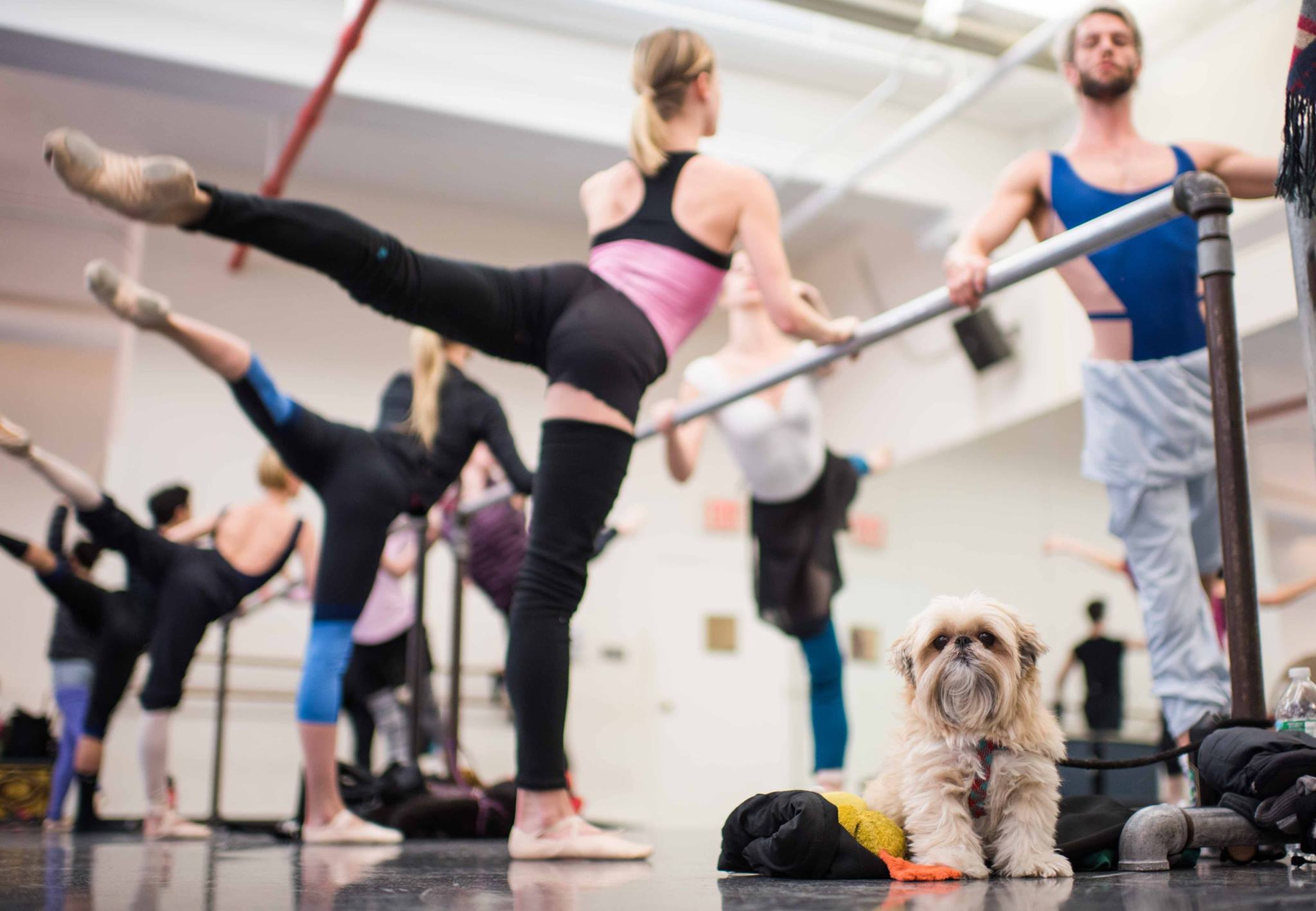 Reprodução/Facebook/The Dogist