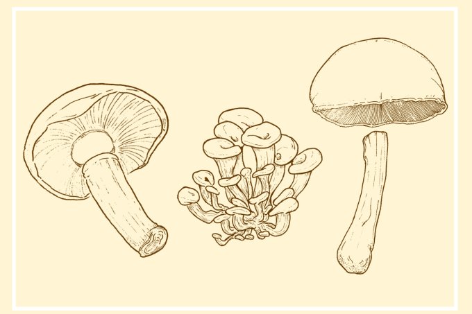 Cogumelos blindam o organismo e enriquecem o cardápio - Minha Vida