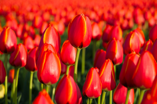 Tulipa Tulipa