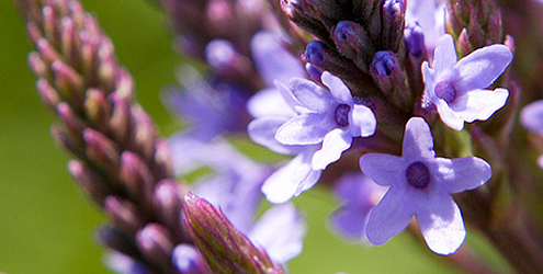 Verbena Verbena