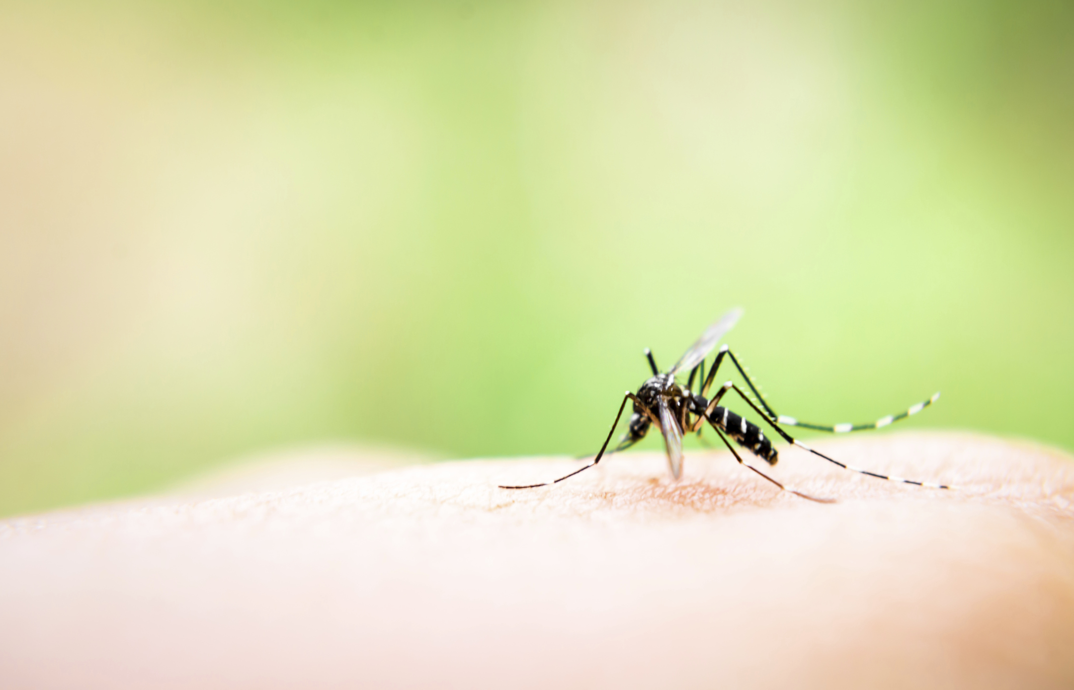 Repelentes Caseiros Medicos Comprovam Eficiencia Mas Nao Recomendam No Combate Ao Aedes Aegypt Claudia