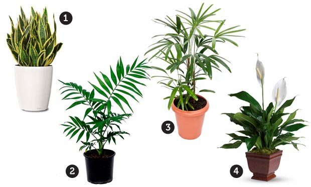 Plantas para o jardim de inverno