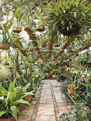 Orquídeas dentro da estufa