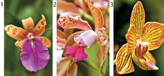 Orquídeas dentro da estufa