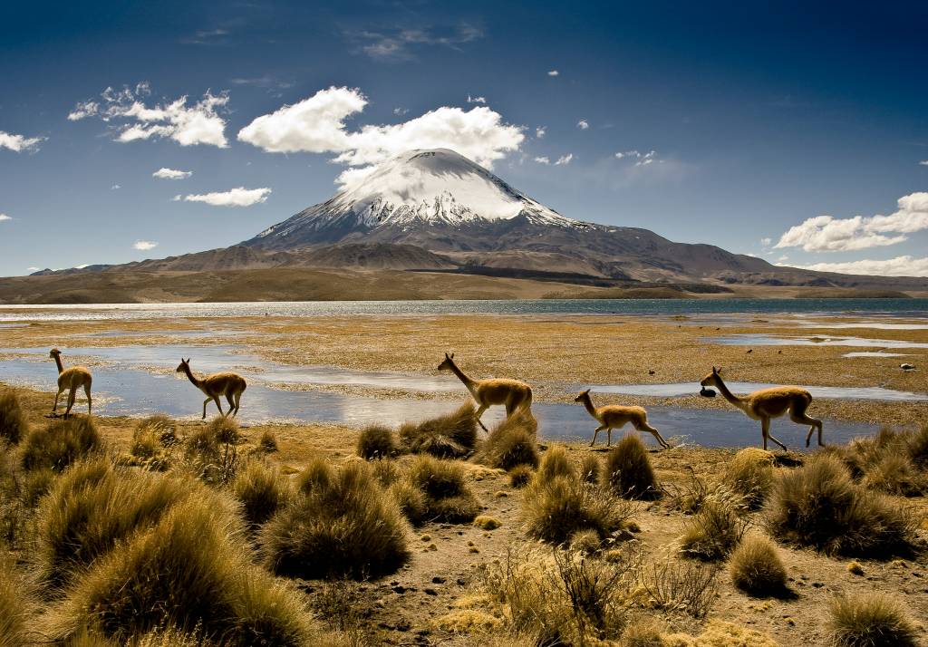 Vicunas running