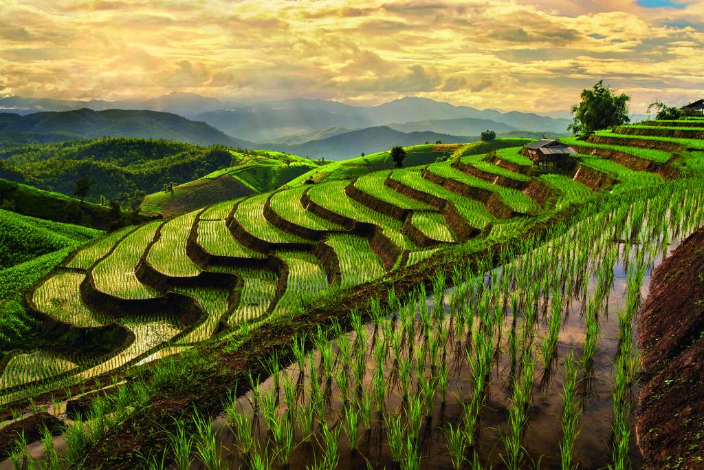 Step of rice paddy field in Chiangmai, Thailand