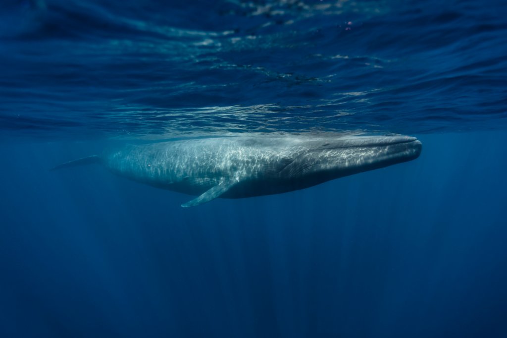 Jogo Baleia Azul: Eu tentei jogar o Blue Whale de suicídio e o resultado é  surpreendente