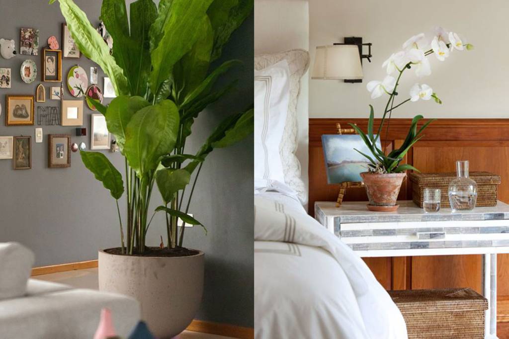plantas-decoracao-casa1