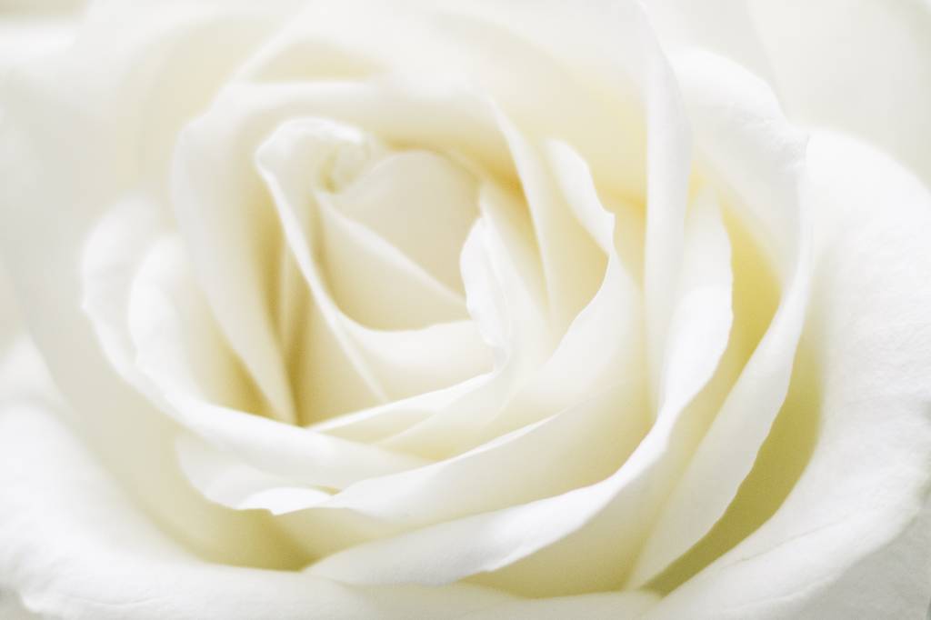 White rose