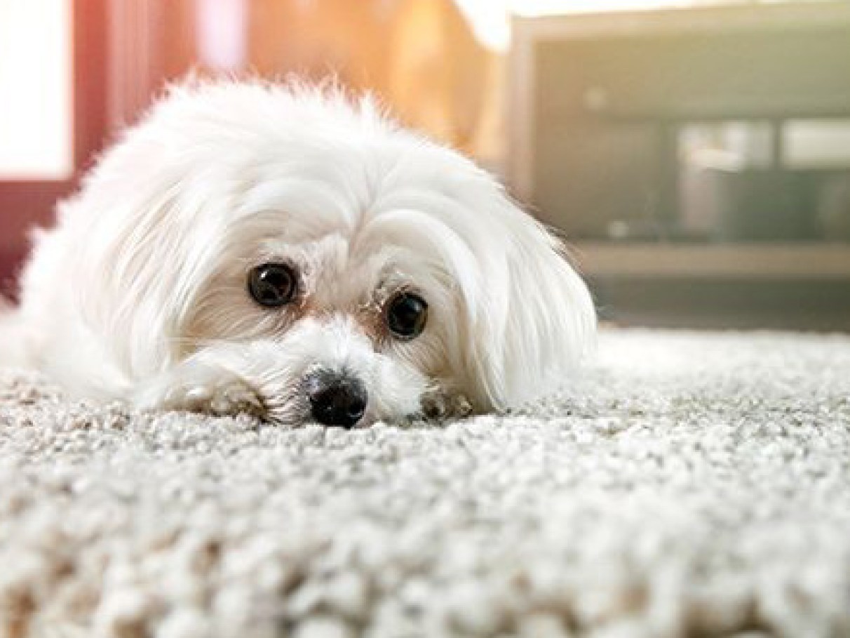 Como deixar seu cachorro calmo quando ele estiv... | CLAUDIA