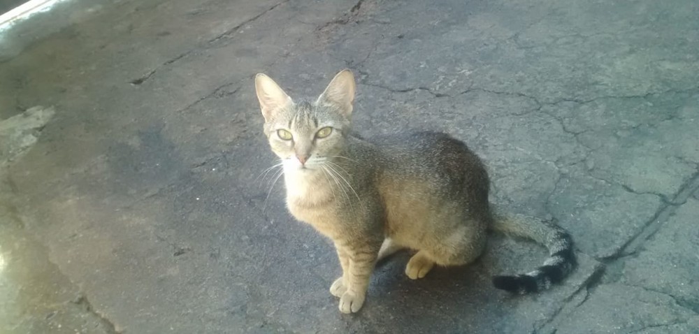 Gata salva menino de cascavel no Rio de Janeiro