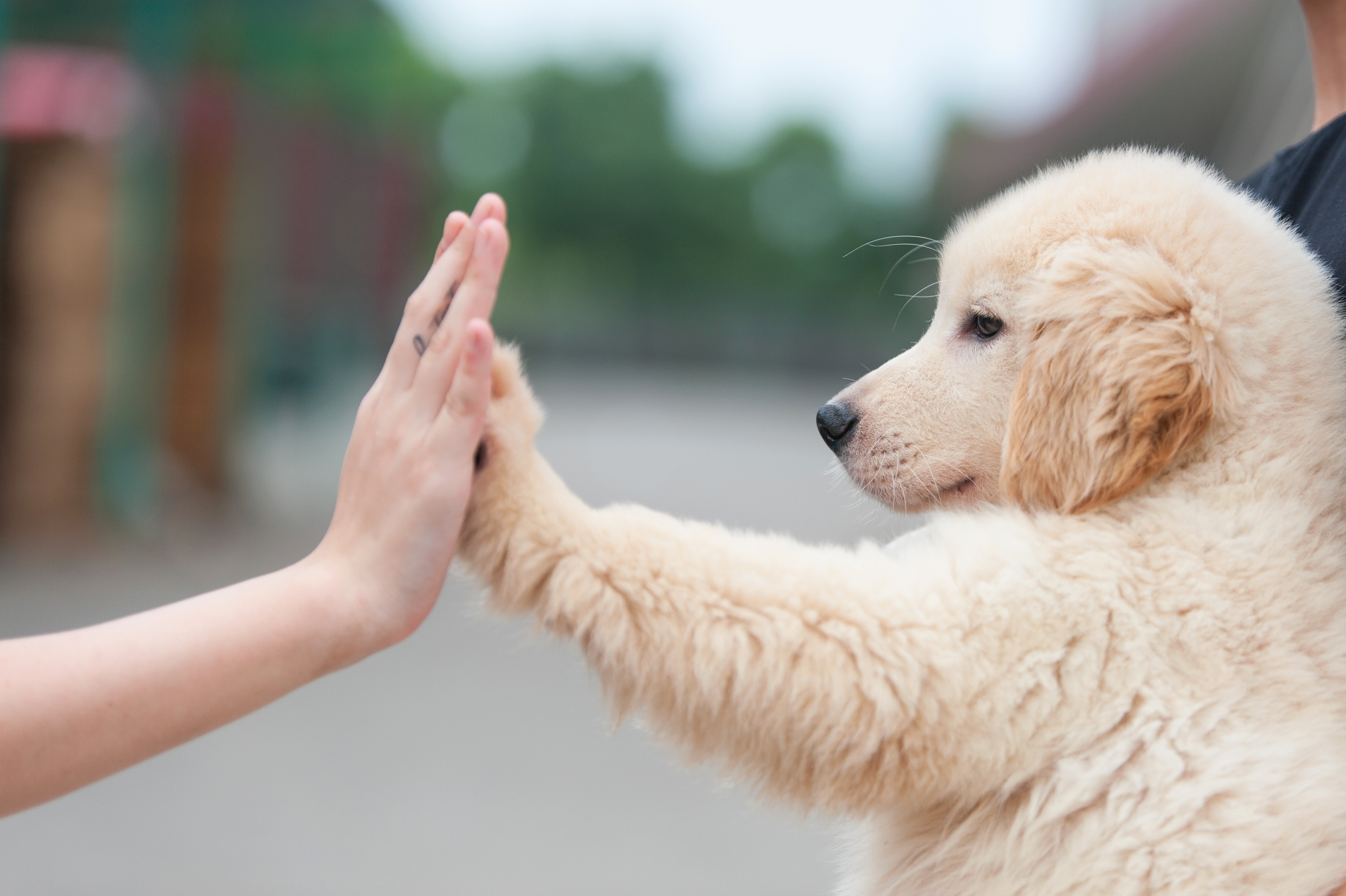 狗年中国：寻找人与狗和谐共处之道 - 中外对话