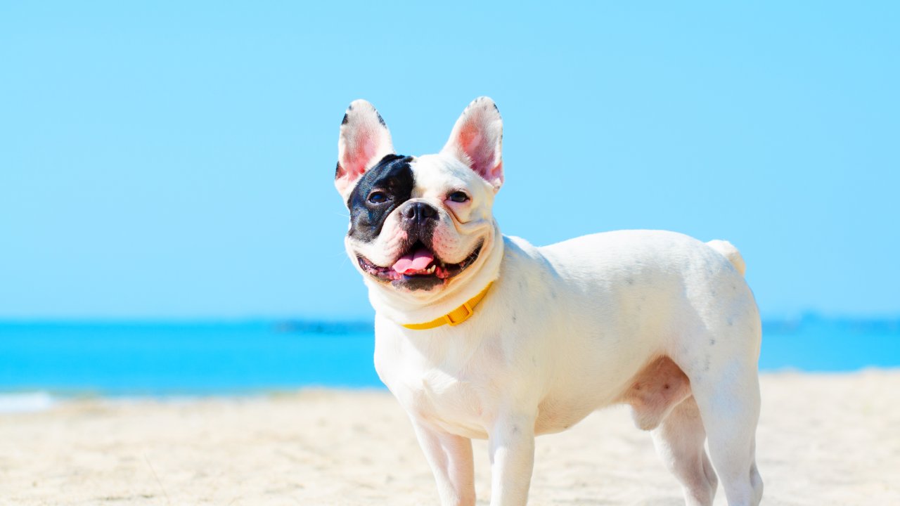 bulldog cachorro praia calor