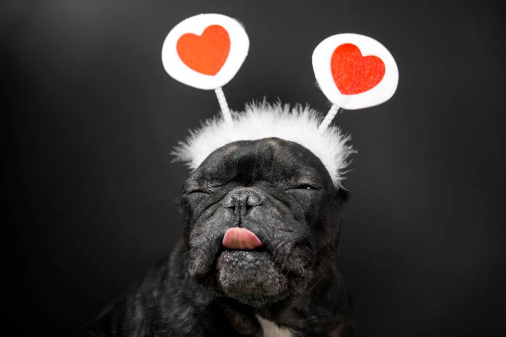 Tutorial: duas fantasias para levar o seu cão para a folia