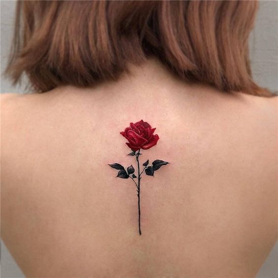 rosa rosa