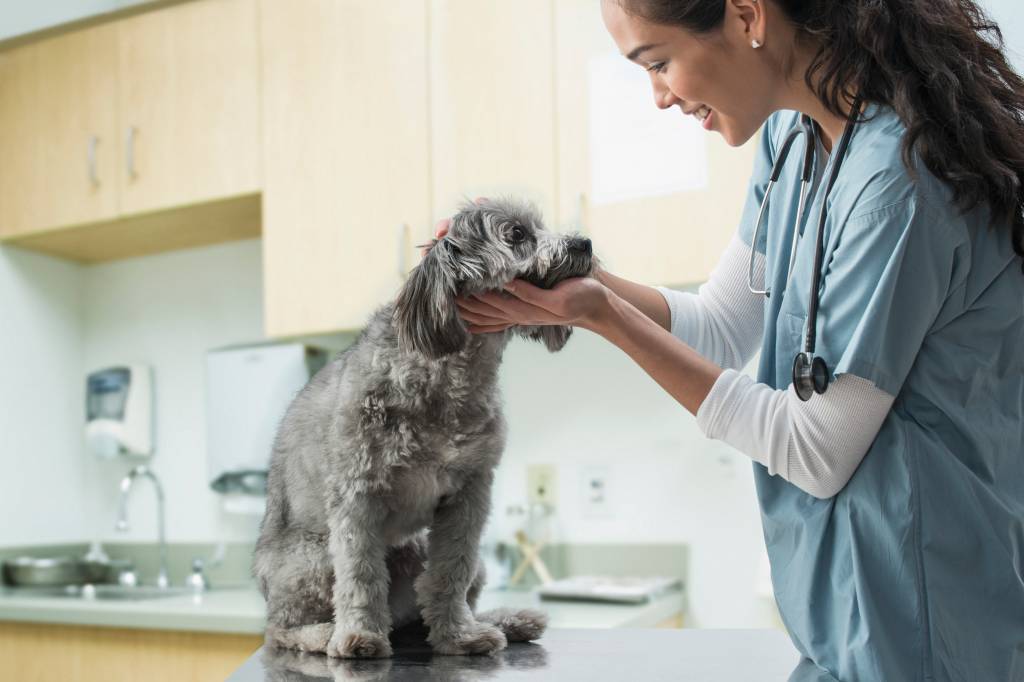 Cachorro com alergia à tosa; É possível?