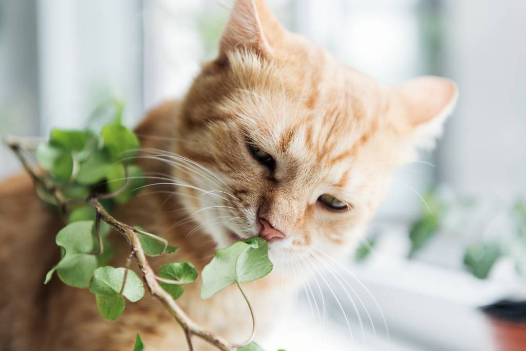 Quais plantas os gatos não podem comer?