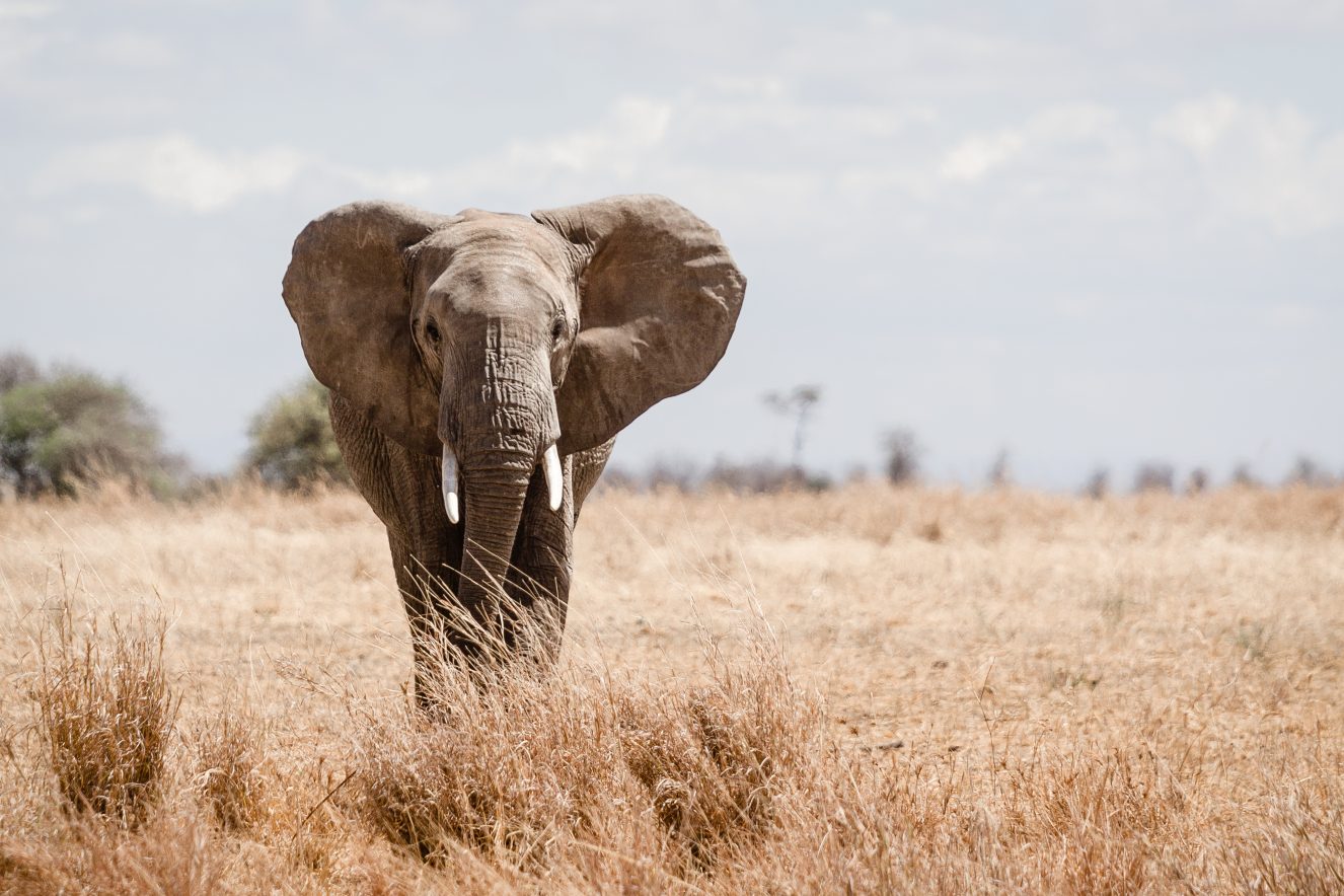 Elefante