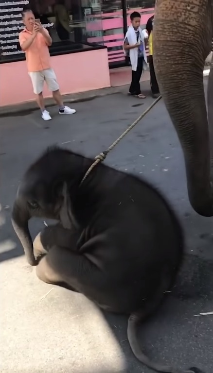 Elefante Elefante