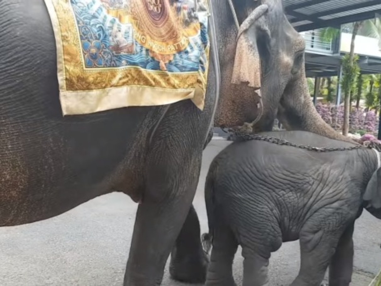 Vídeo de filhote de elefante exausto em atração turística... | CLAUDIA