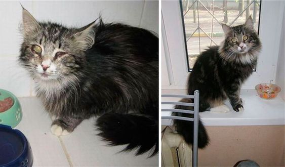 Gatinho 3 Gatinho 3