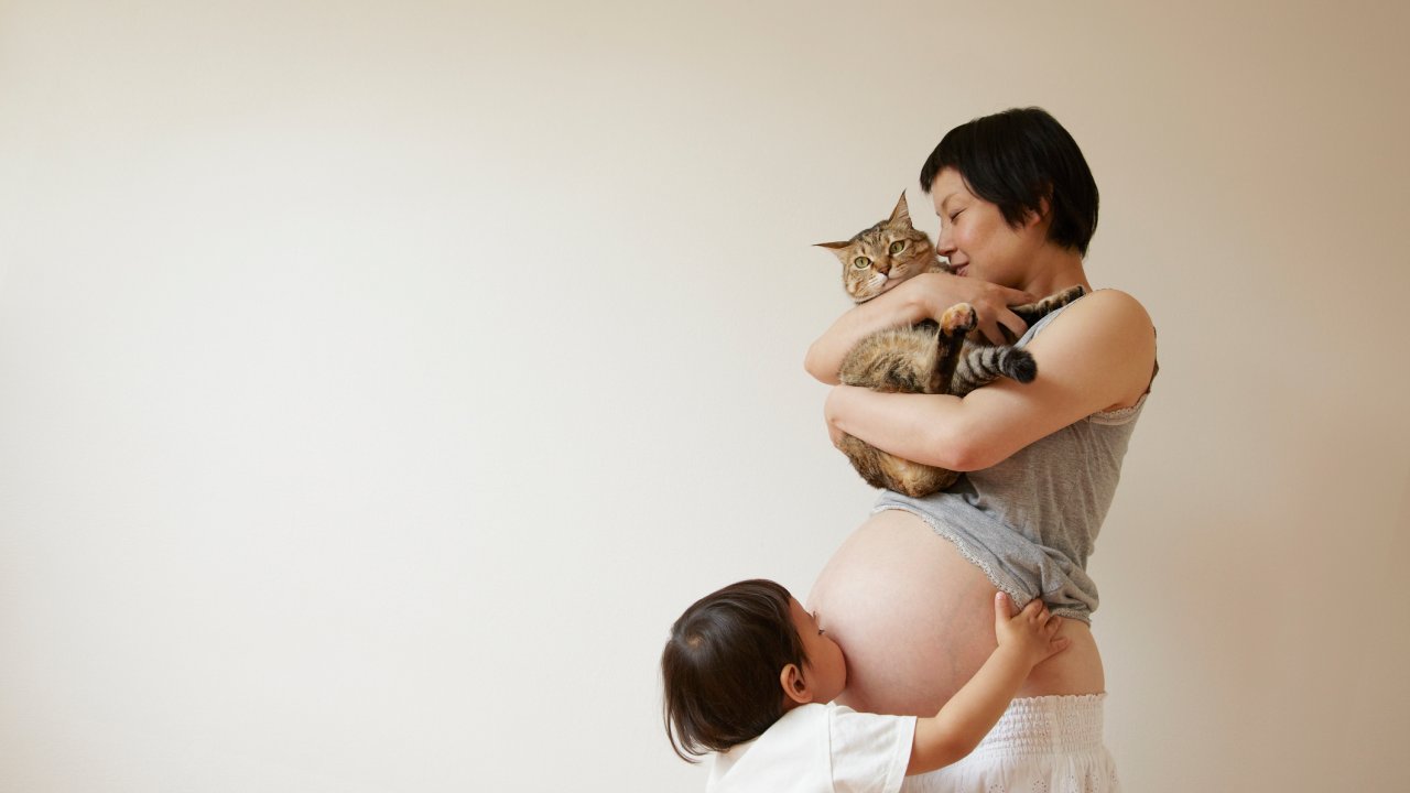 grávida gato toxoplasmose
