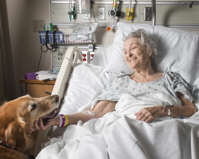 Caucasian woman in hospital petting therapy dog Caucasian woman in hospital petting therapy dog