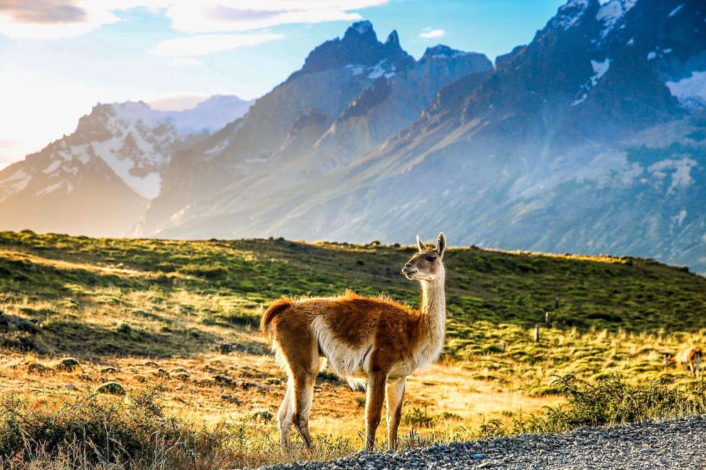Animais da Patagônia Animais da Patagônia
