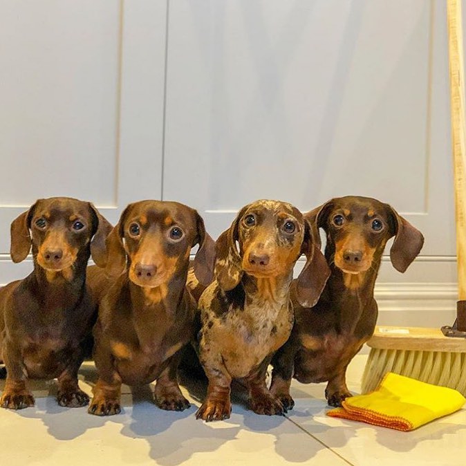 Sausage dog sanctuary