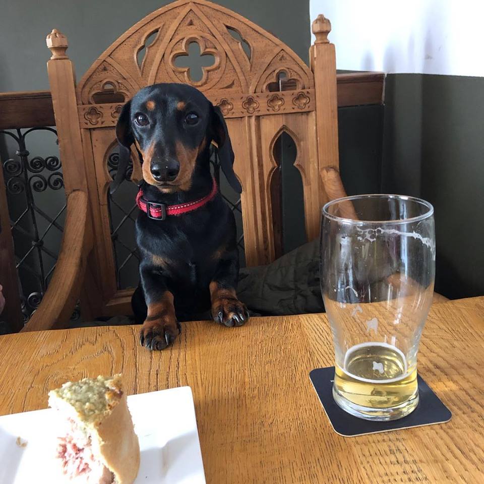 Sausage dog sanctuary Sausage dog sanctuary