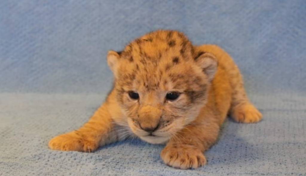 Conheça o fofíssimo modelo que inspirou o Simba de ‘O Rei Leão’