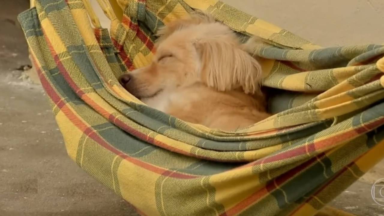 Cachorrinha descansando em rede
