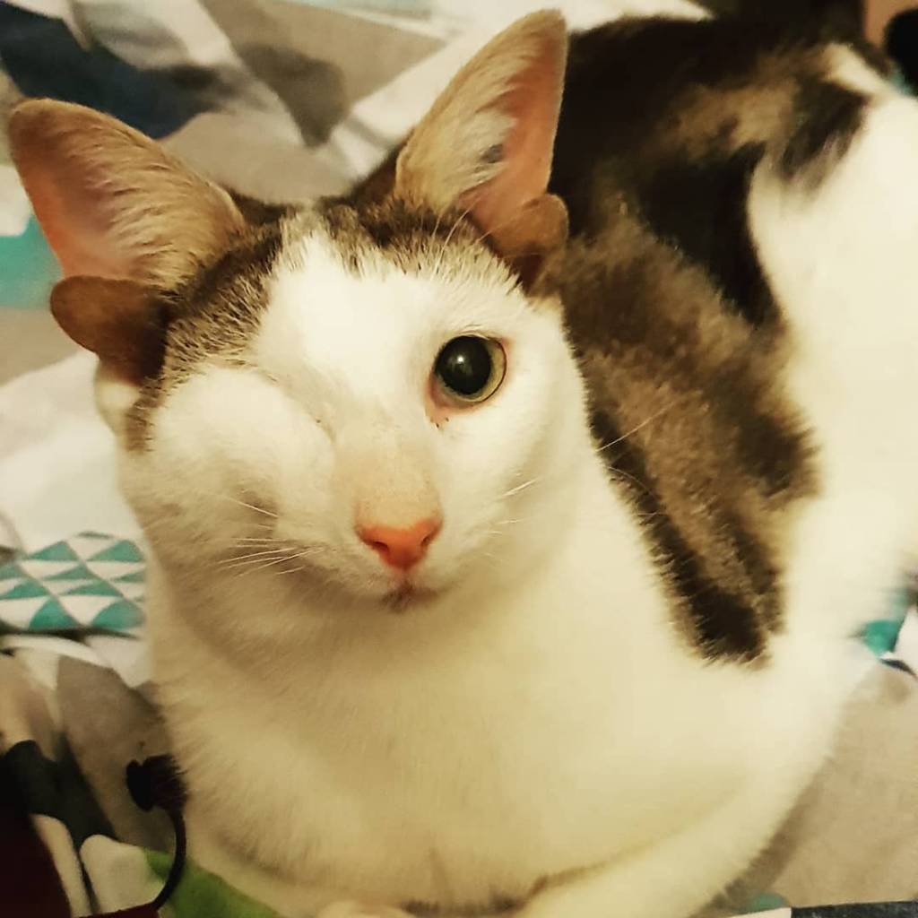 frankie frankie