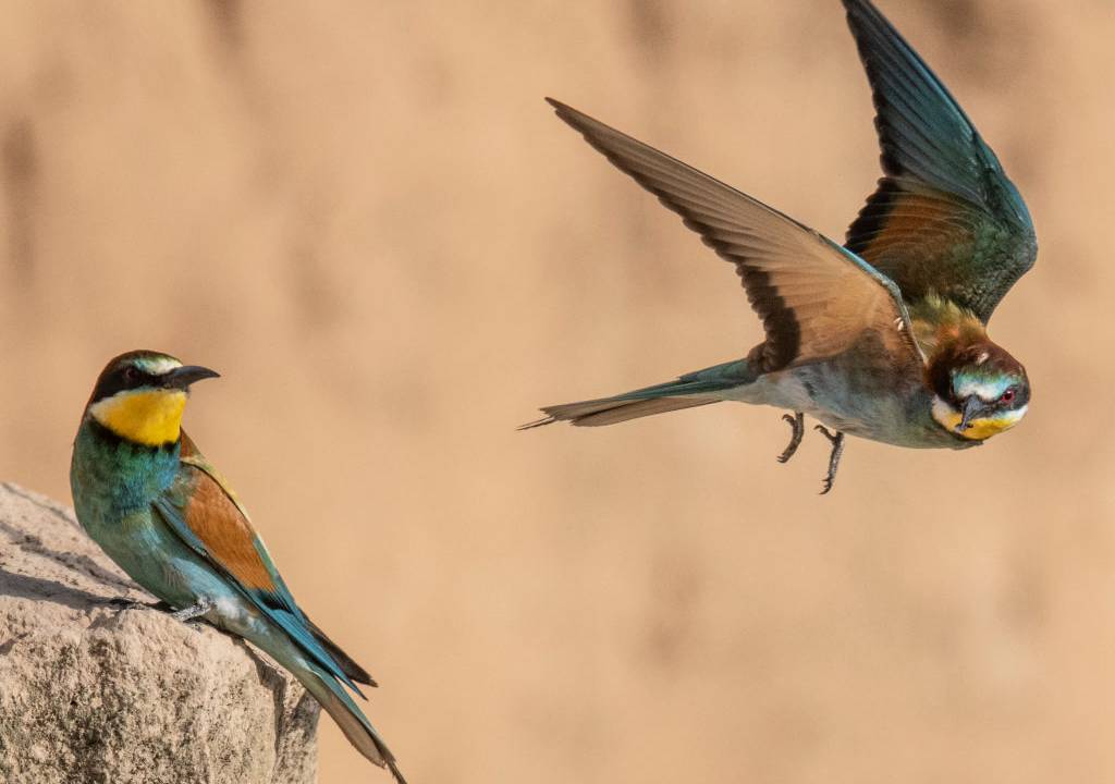 aves
