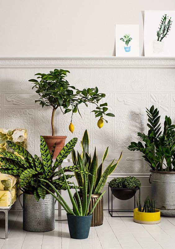 Como cuidar de plantas e flores para harmonizar a decoração da casa