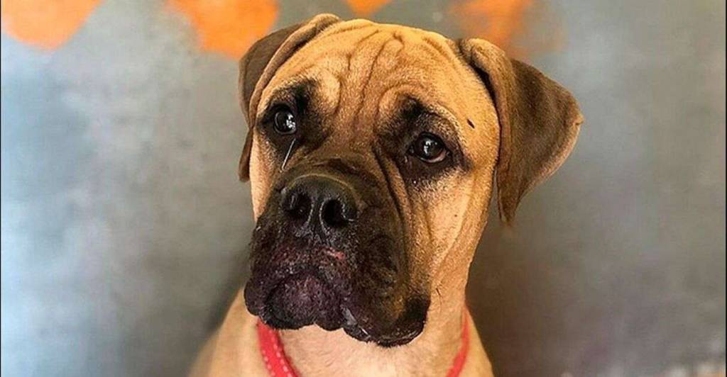 Cachorrinha anda 200km para procurar donos que a rejeitaram