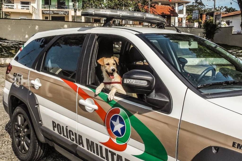 Cãozinho é resgatado de lixão e se torna mascote da PM