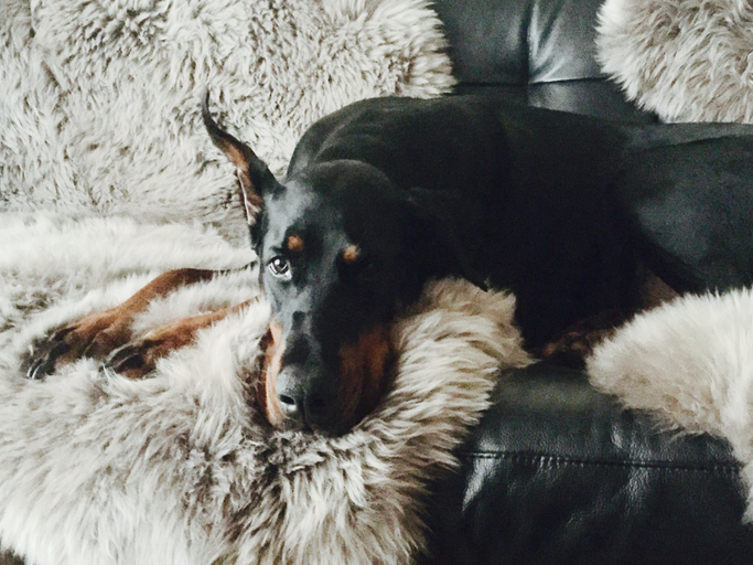 Cachorro depressivo Cachorro depressivo