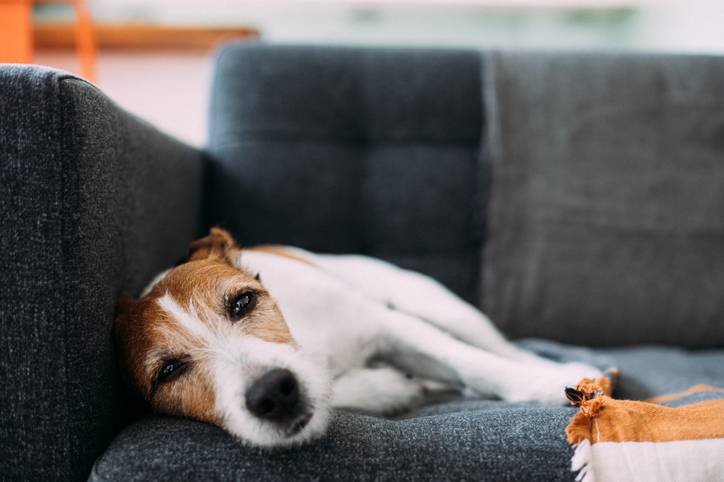 Cachorro deitado no sofá, triste Cachorro deitado no sofá, triste