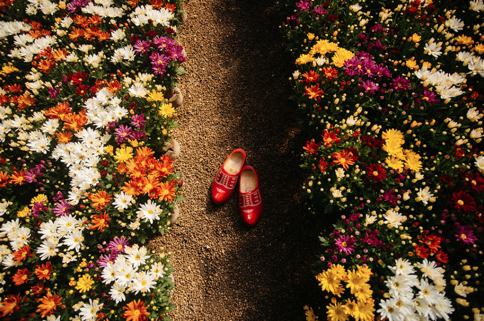 Flores de Holambra (SP)