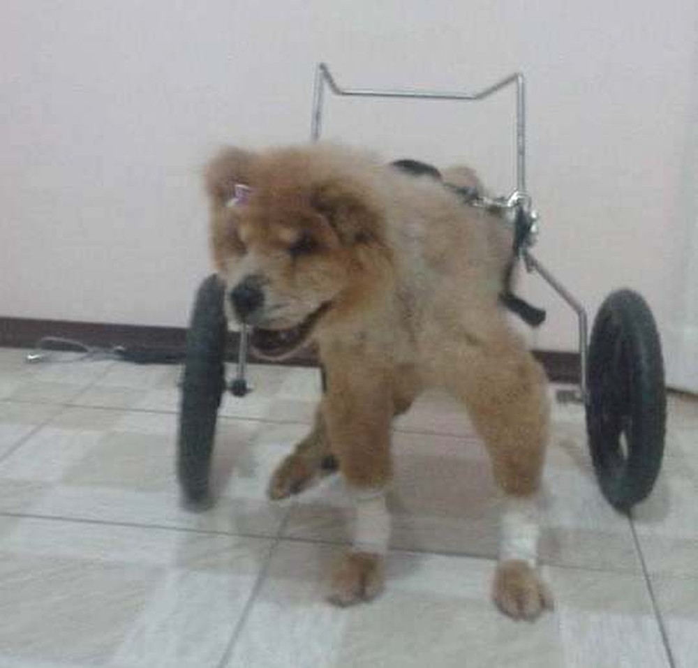 Bela, chow chow que precisava de cadeira de rodas Bela, chow chow que precisava de cadeira de rodas