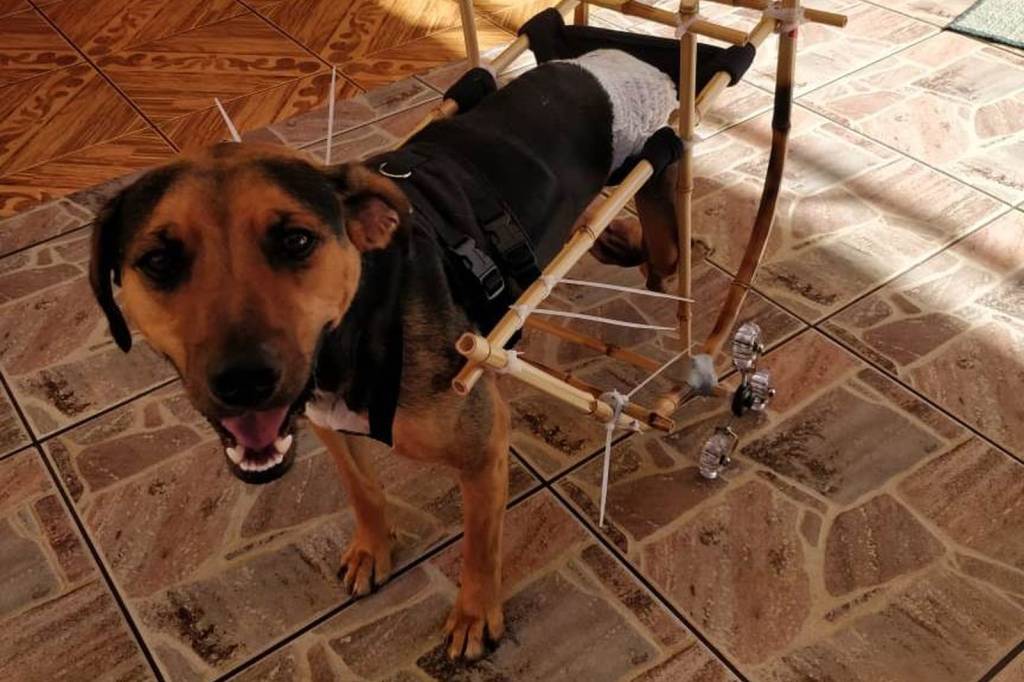 Jovem cria cadeira de rodas de bambu para pets