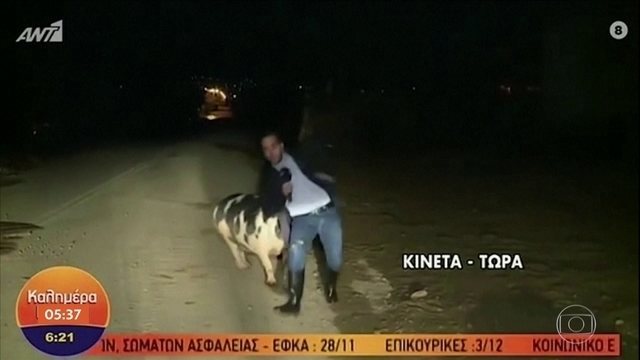 Jornalista é perseguido por porco na Grécia