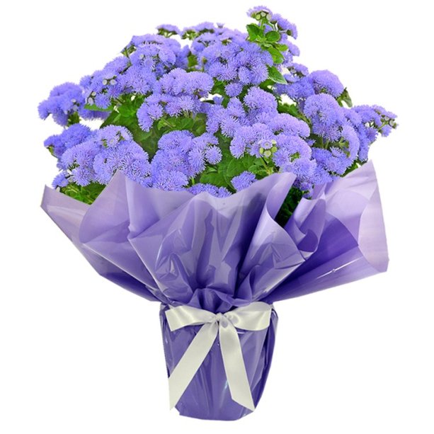 Agerato plantado, nas medidas 15 x 35 cm. <a href="https://www.giulianaflores.com.br/agerato-plantado-presente/p24736/?partner=google_shopping&gclid=EAIaIQobChMIvvLUq4_44QIVEYCRCh1AlwleEAQYAyABEgJ0h_D_BwE" target="_blank" rel="noopener">Giuliana Flores</a>, R$ 66,90