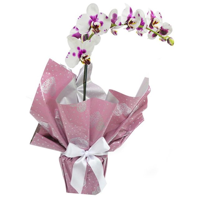 <span>Orquídea phalaenopsis mesclada plantada, nas medidas 15 x 35 cm. <a href="https://www.giulianaflores.com.br/orquidea-phalaenopsis-mesclada-presente/p27318/" target="_blank" rel="noopener">Giuliana Flores</a>, R$ 178, 80 </span>