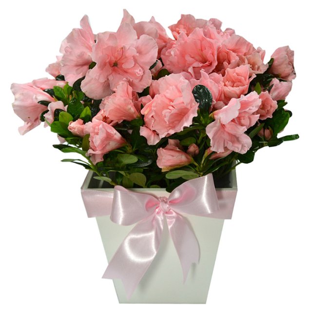 Arranjo de azaleias cor-de-rosa plantadas em vaso de madeira, nas medidas 10 x 26 cm. <a href="https://www.giulianaflores.com.br/leveza-cor-de-rosa/p28837/" target="_blank" rel="noopener">Giuliana Flores</a>, R$ 110,50