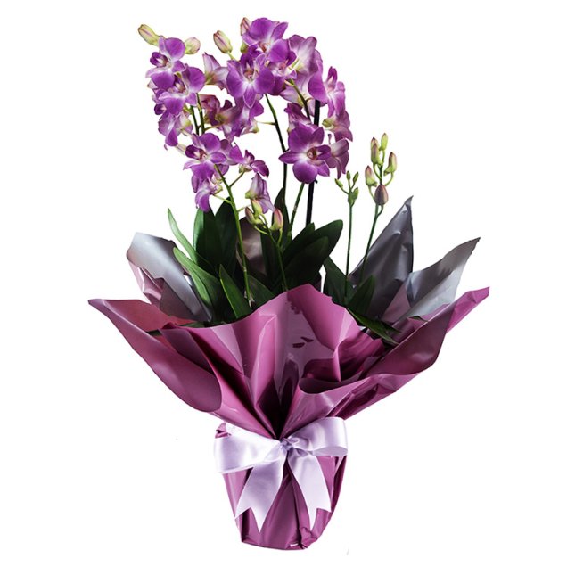 <span>Orquídea Denphale Pink, nas medidas 17 x 60 cm.<a href="https://www.giulianaflores.com.br/orquidea-denphale-pink/p29181/?src=DEPT" target="_blank" rel="noopener"> Giuliana Flores</a>, R$ 89,90 </span>