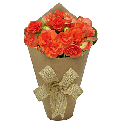 <span>Begônias cor de laranja plantadas com embalagem de kraft, nas medidas 10 x 22 cm. <a href="https://www.novaflor.com.br/jardim-da-begonia-laranja/p28850/?src=DEPT" target="_blank" rel="noopener">Nova Flor</a>, R$ 96,60 </span>