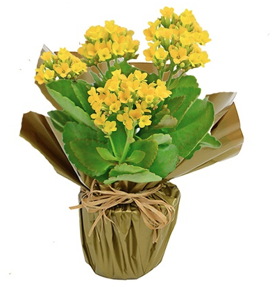 Kalanchoe amarelo plantado com embalagem de celofane, nas medidas 12 x 20 cm. <a href="https://www.novaflor.com.br/lindo-kalanchoe-amarelo-plantado/p25814/?src=DEPT" target="_blank" rel="noopener">Nova Flor</a>, R$ 59,90